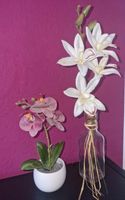 Künstliche Orchideen Hessen - Kefenrod Vorschau