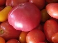 15 Robuste Bio Tomatenpflanzen, Samenfest Saarland - Kirkel Vorschau