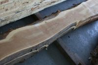 Eibe 52mm Holz Stamm Bohlen Brett Drechseln Platte Basteln Diele Bayern - Nittendorf  Vorschau