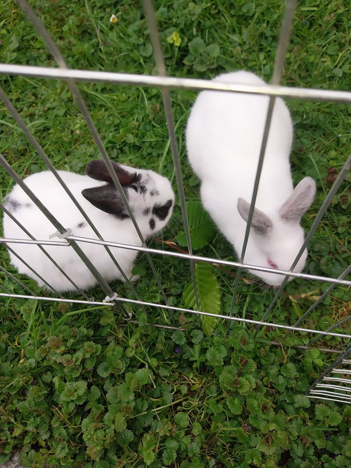 Junge zutrauliche Kaninchen in Steinheim an der Murr
