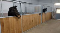 Pferdeboxen zu vermieten! Saarland - Marpingen Vorschau