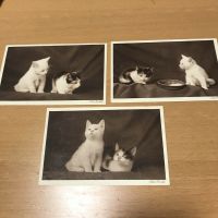 3 x Lotte Herrlich Katzen Ansichtskarte v.1930 Bayern - Gilching Vorschau