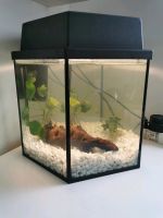 6 eckiges Aquarium 40l Pumpe komplett Set Terrarium Rheinland-Pfalz - Eisenberg  Vorschau