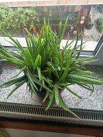 Aloe Vera Zimmerpflanze Baden-Württemberg - Fichtenau Vorschau