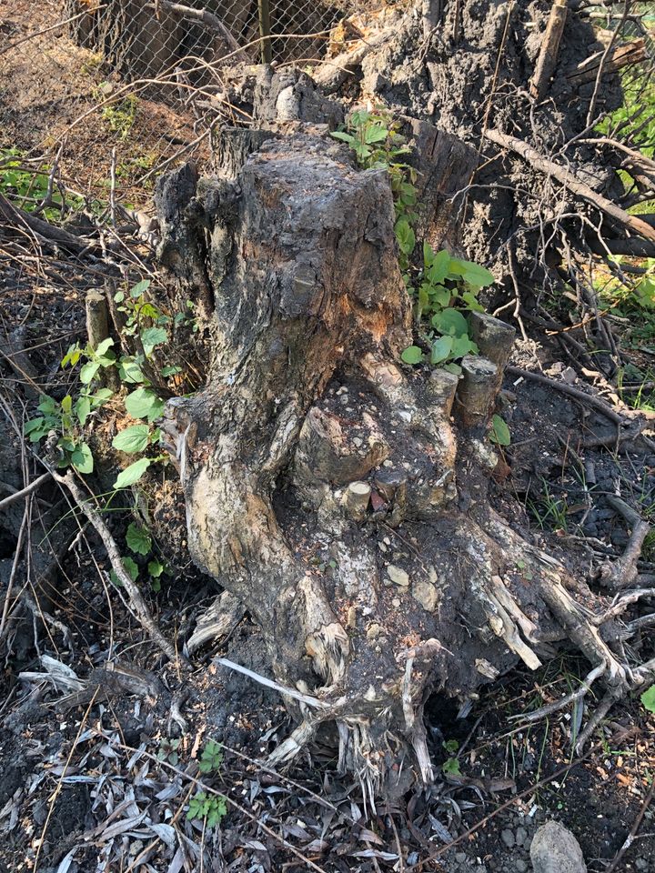 Wurzeln Haselnussbaum in Werneuchen