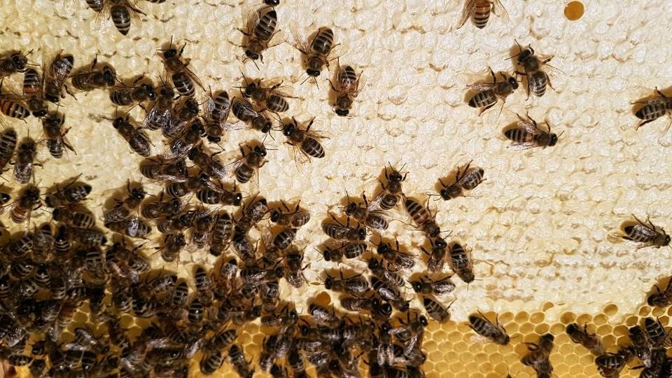 Deutscher Honig aus eigener Imkerei in Rothenburg o. d. Tauber