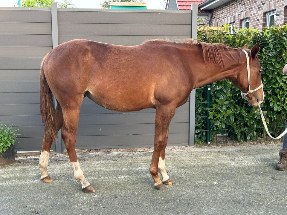 Quarter Horse Stute, Reining in Haselünne