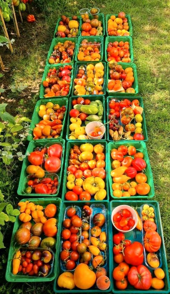 ♥️♥️♥️ Tomatensamen Tomatensaatgut ♥️♥️♥️ in Neuzelle