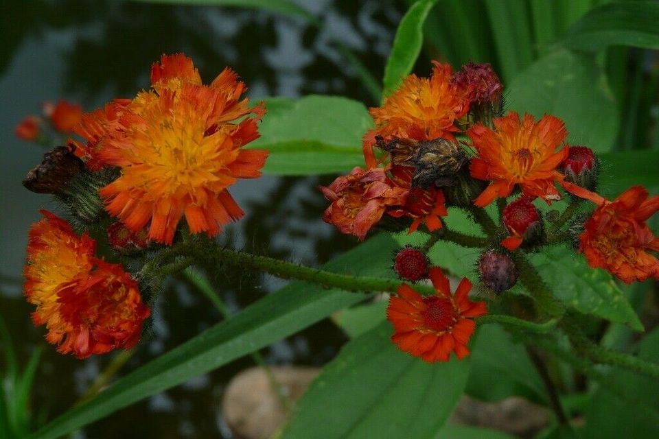 Blumenstauden, Stauden, Büsche, Kräuter, Bodendecker in Eggebek