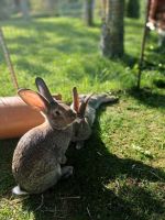 Junge Kaninchen 12 Wochen Deutsche Riesen/Deut.Riesenschecken Mix Thüringen - Worbis Vorschau