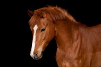 Reitbeteiligung gesucht (Pony sucht Reiter) Schleswig-Holstein - Tangstedt  Vorschau