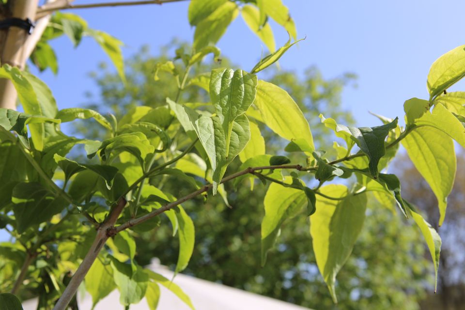 Sieben Söhne des Himmels Heptacodium in Dietzhölztal