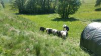 Weidefläche für Schafe und Ziegen oder Alpaka und Lamas Bayern - Buchenberg Vorschau