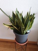 Sansevieria Futura Bogenhanf Zimmerpflanze gelb Wuppertal - Ronsdorf Vorschau