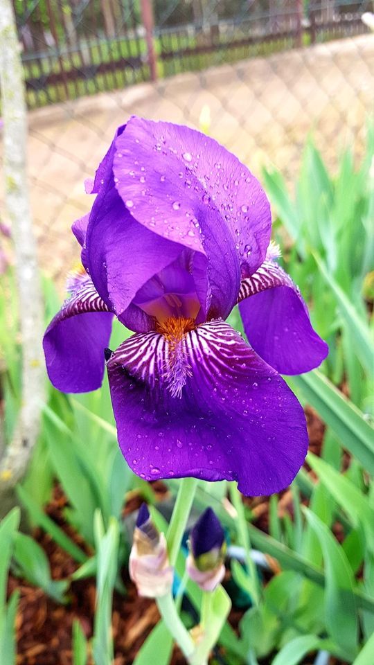 Rhizome verschiedene Sorten Schwertlilie Blume in Halle