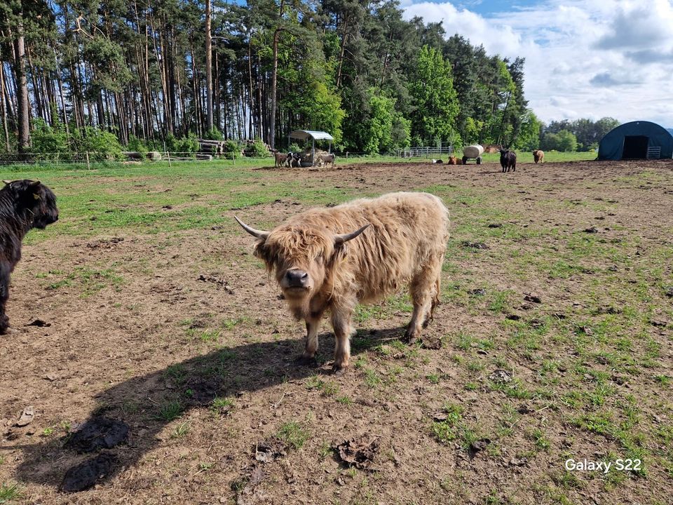 Highland Cattle weiblich Hochlandrind Jungrind Färse Kuh in Burgthann 