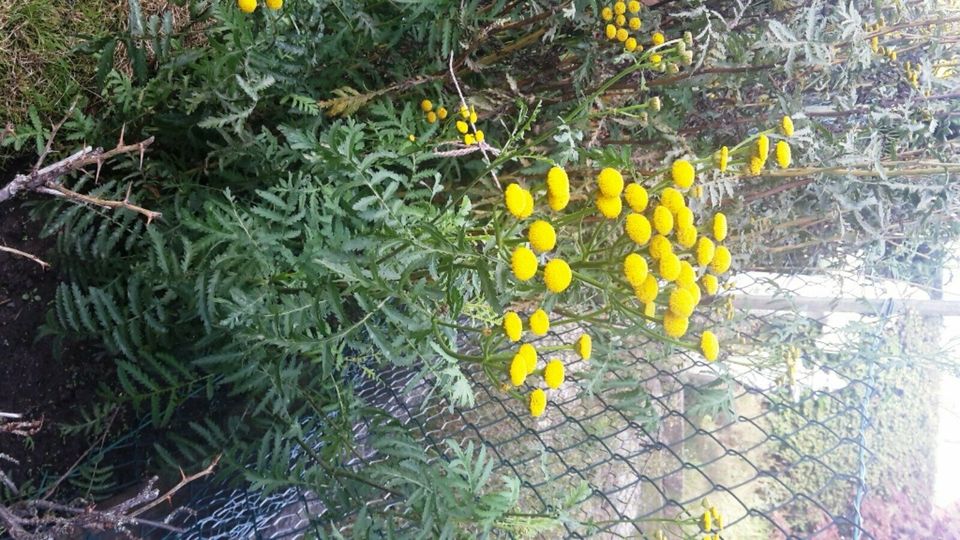 Gelb blühender Strauch, Blumen, Stauden Blumen, Sommer Herbst in Berlin