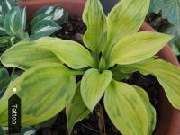 SUCHE Hosta Tattoo Bayern - Marktbreit Vorschau