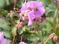 Staude Geranium macrorrhizum 'Ingwersen' Balkan Storchenschnabel Kreis Pinneberg - Appen Vorschau