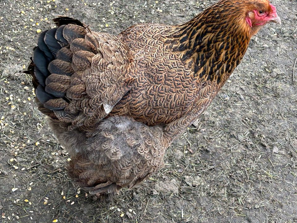 Bruteier grosse Brahma Hühner Henne Hahn in Großefehn