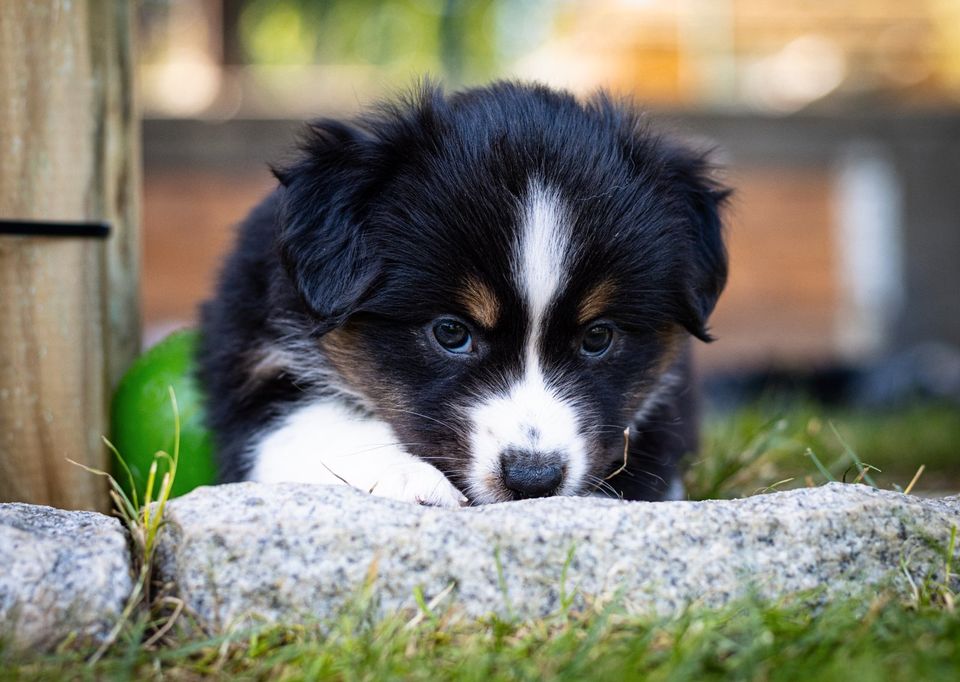 Mini Aussie, Mini Shepherd, Aussie in Welfesholz