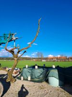 Baum als Basis für Skulptur Bayern - Egling Vorschau