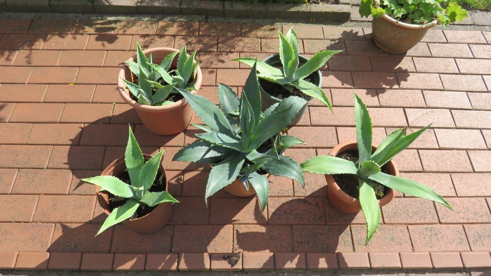 Agave Kaktus mit Topf in Wildeshausen