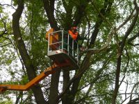 Baumfällung und Baumpflege, fachgerechter Obstbaumschnitt Berlin - Pankow Vorschau