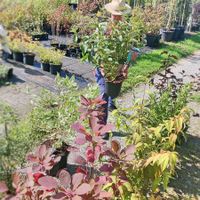 Bunte Hecke Blütenhecke Ziersträucher Wenden Rheinland-Pfalz - Friesenhagen Vorschau