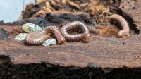 Tausendfüßer 5 Spirobolus caudolanus subadult Nordrhein-Westfalen - Marl Vorschau