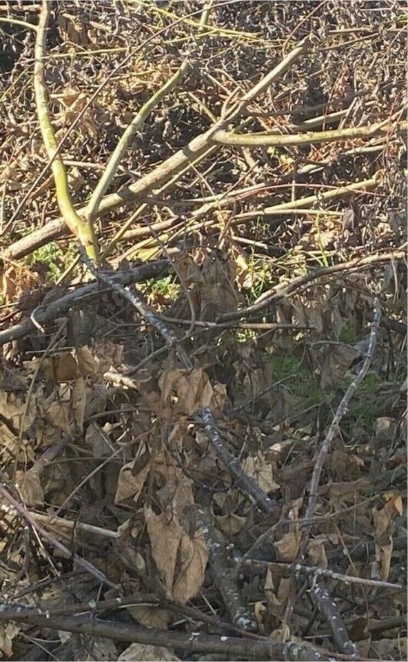 Biete Häckselarbeiten⭕️ Häcksler, Strauchschnitt ,Äste, Büsche in Grafenau