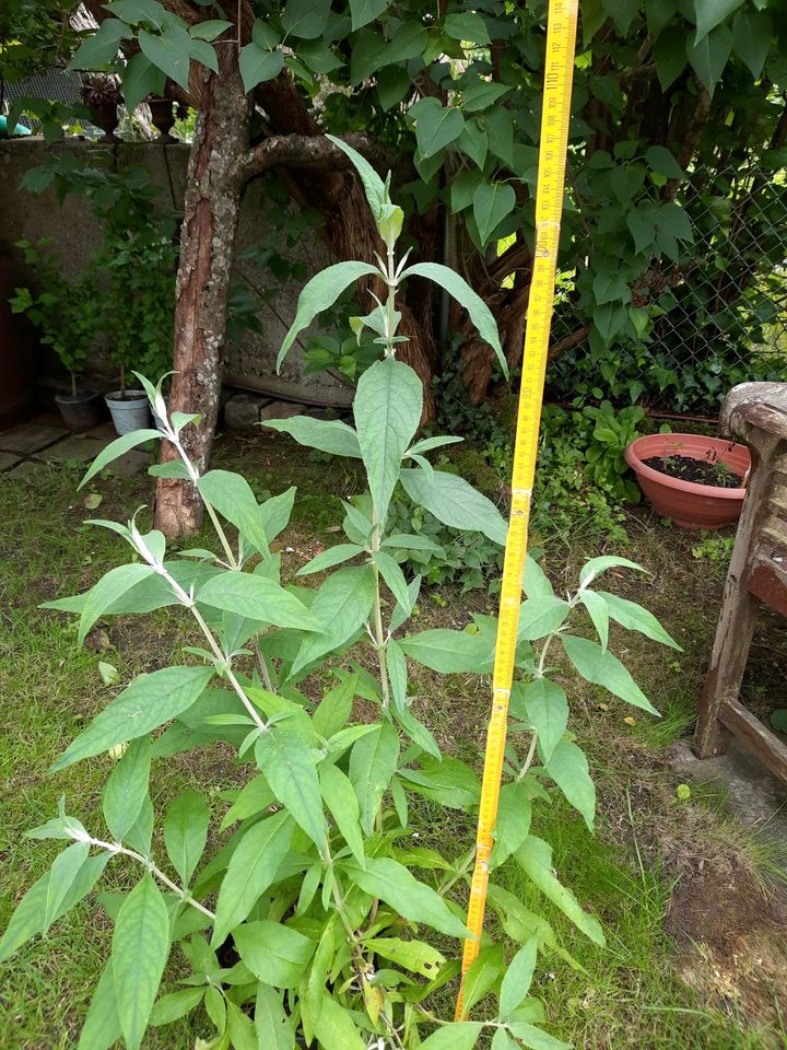 Sommerflieder Schmetterlingsstrauch Fliederspeer Buddleya davidi in Gottmadingen