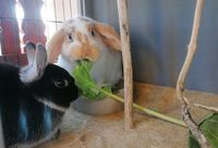 Kaninchenpaar sucht liebevolles Zuhause Roßleben-Wiehe - Roßleben Vorschau