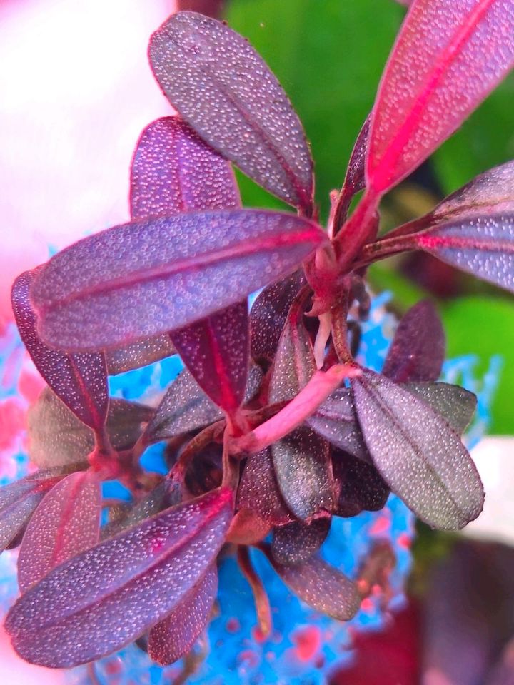 New⭐❤ briliant Jade ❤⭐ Rare Bucephalandra Aquarium Garnelen Nano in Freiburg im Breisgau