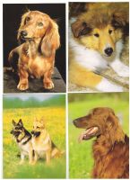 10 verschiedene Ansichtskarten Hunde und Katzen farbig neu Berlin - Wilmersdorf Vorschau