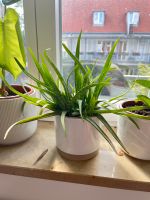 Aloe Vera Pflanze mit IKEA Uppvakta Pflanztopf Nürnberg (Mittelfr) - Mitte Vorschau