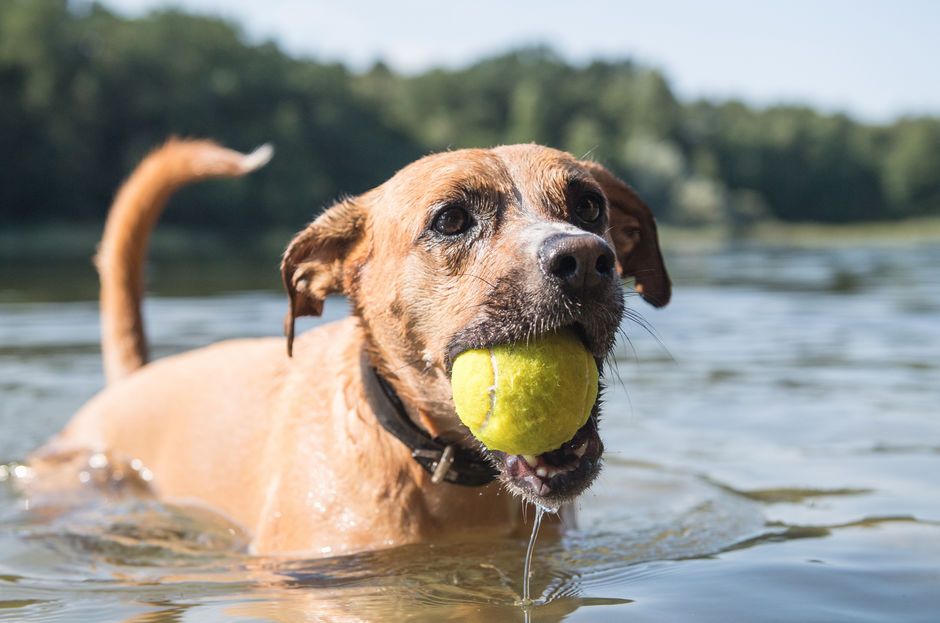 Hundebetreuung in Bad Schwartau