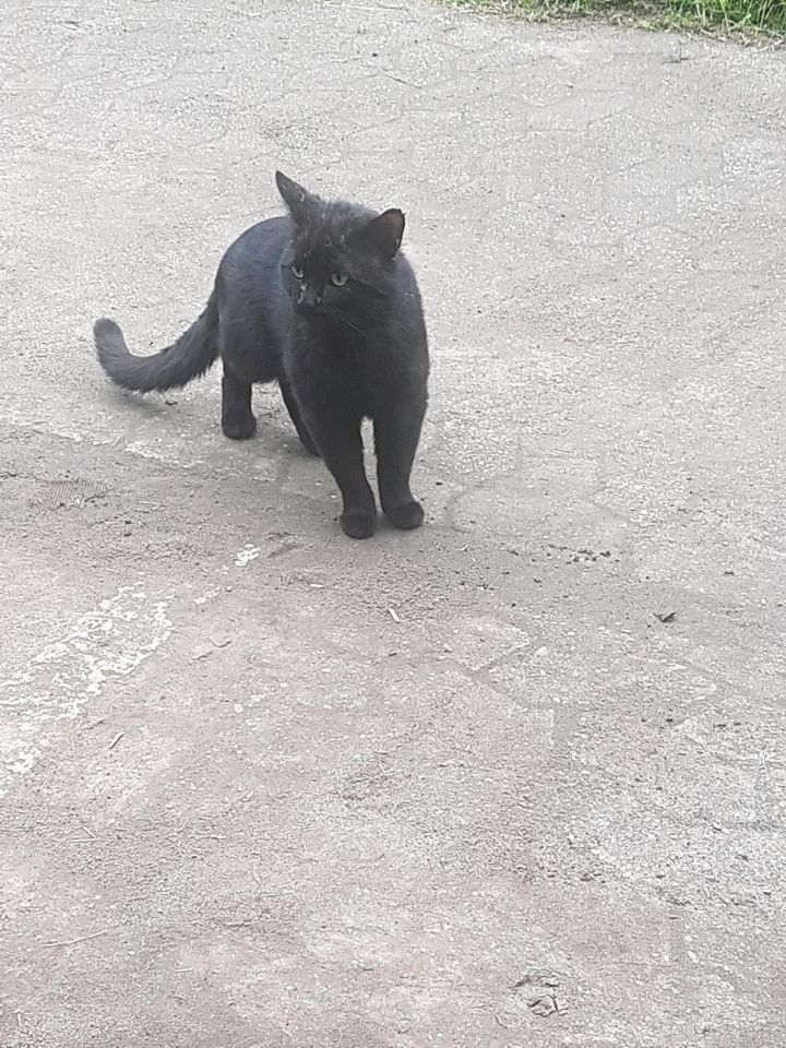 Katze/Kater zugelaufen in Wesendorf