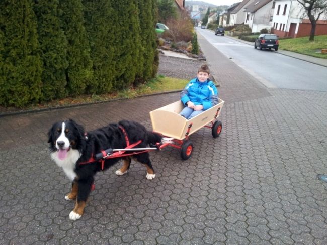 Hundewagen Komplett mit Geschirr, Bollerwagen, Anleitung 100 cm in Wallersdorf