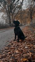 Hund sucht Aufgabe Niedersachsen - Kutenholz Vorschau