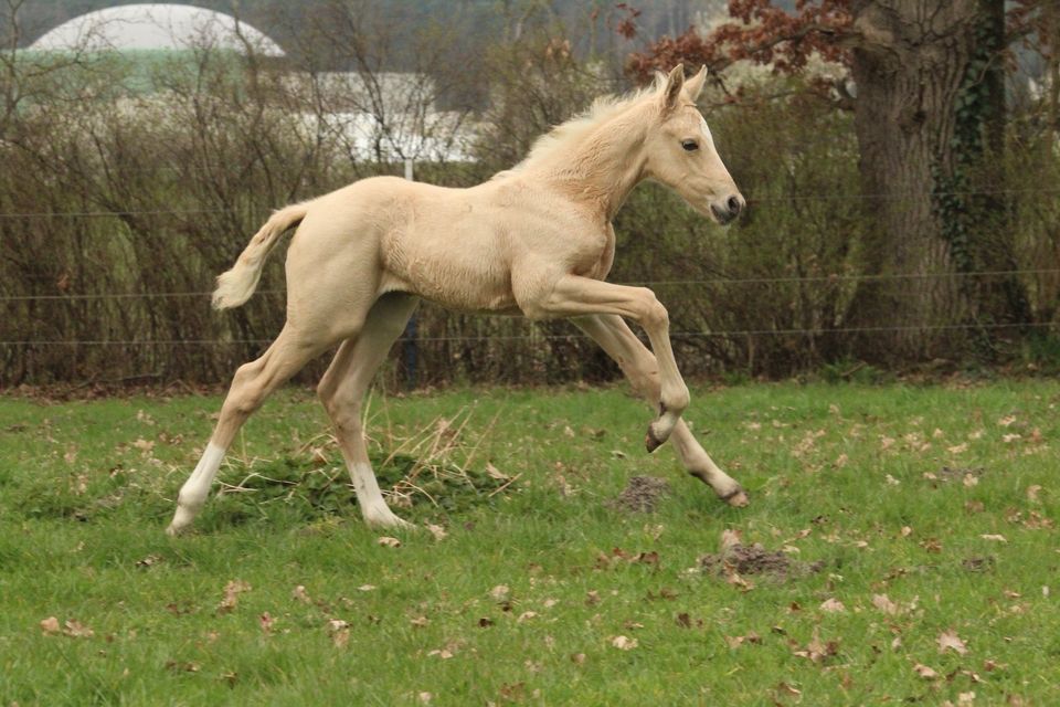 Deutsches Sportpferd, Stutfohlen, Stute, Fohlen 2023, Palomino in Schinne