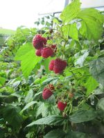 Himbeeren Sommerhimbeeren Herbsthimbeeren getopft Bayern - Freising Vorschau