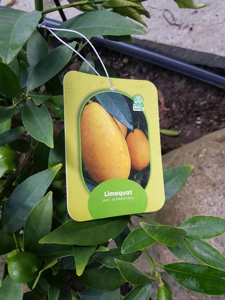 Limequat Bäumchen gegen Limette tauschen in Karlsruhe