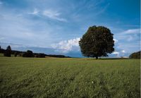 Wiese Weide Weideland Grünland Aufwuchs Nordrhein-Westfalen - Hückelhoven Vorschau