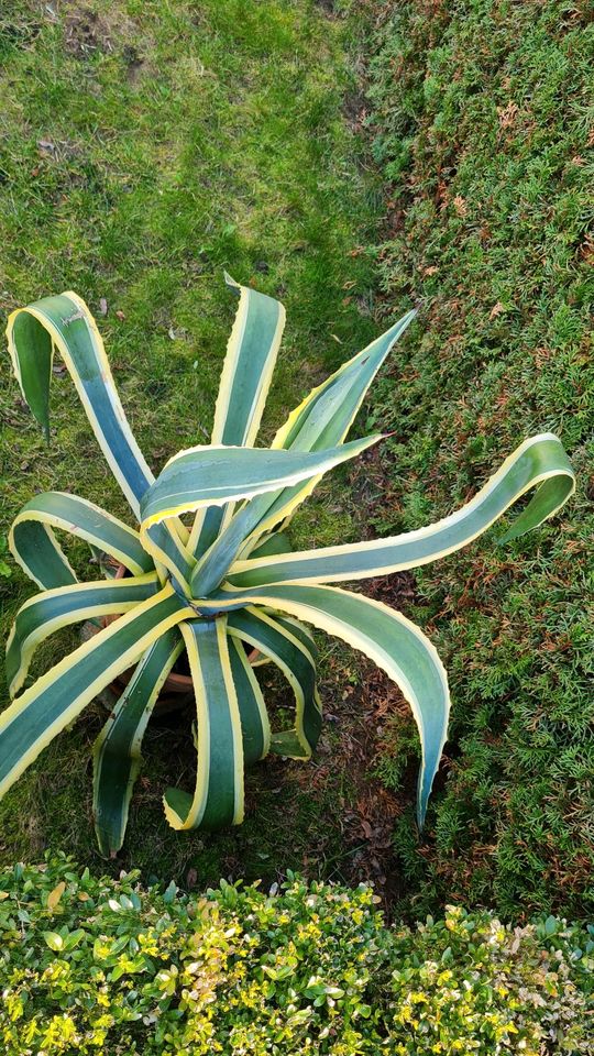 Schöne Agave Pflanze Americana Marginata Variegated in Holzgerlingen