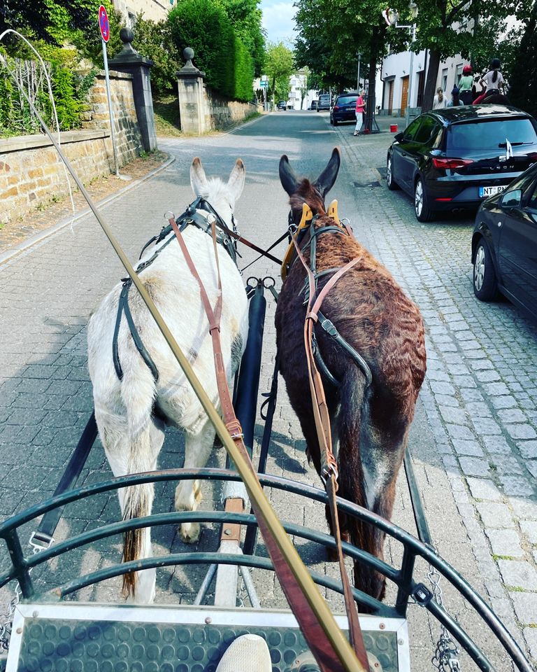 Fahrkurs mit Eseln in Notzingen