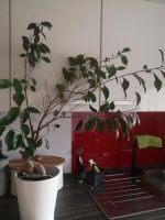 Bonsai Baum Pflanze Bayern - Lauf a.d. Pegnitz Vorschau