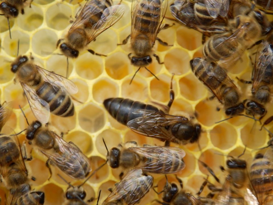 Fange Bienenschwärme in Berlin P'berg Weißensee Pankow F'hain + in Berlin