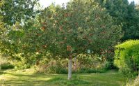 Baumschnitt, Obstbaum schneiden, Baumarbeiten, Baumpflege Bayern - Meitingen Vorschau