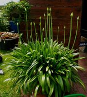 ♥ Mandelbaum Schmucklilie Liebesblume Agapanthus Agave Flieder ♥ Brandenburg - Lübben Vorschau